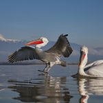 Pelecanus crispus Kerkini Pelican Greece