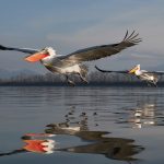 Pelecanus crispus Kerkini Pelican Greece