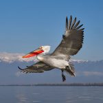 Pelecanus crispus Kerkini Pelican Greece