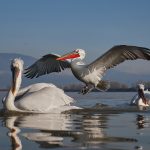 Pelecanus crispus Kerkini Pelican Greece