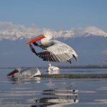 Pelecanus crispus Kerkini Pelican Greece