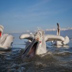 Pelecanus crispus Kerkini Pelican Greece