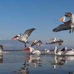 Pelecanus crispus Kerkini Pelican Greece