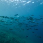 Freediving Veľké Košariská Dive