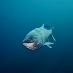 Freediving Veľké Košariská Dive