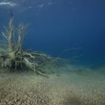 Freediving Veľké Košariská Dive