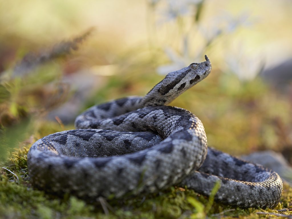 Bacina lakes – Snakes + Freediving 2019