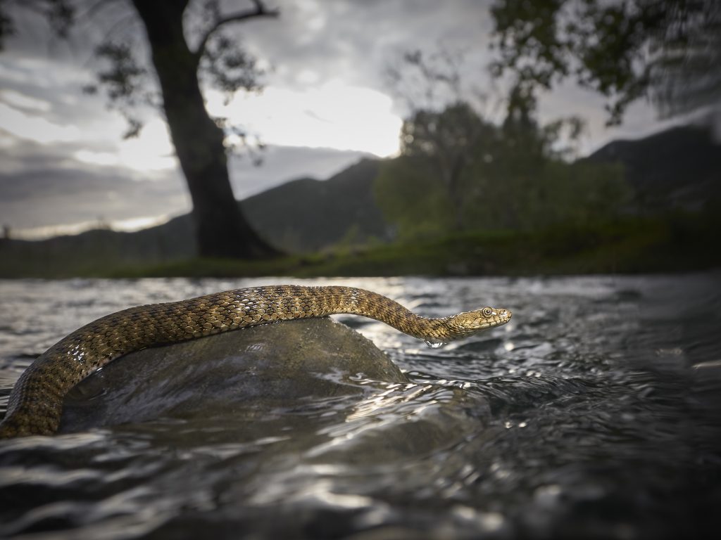 Bacina lakes – Snakes + Freediving 2019