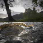 Bacina lakes – Snakes + Freediving 2019