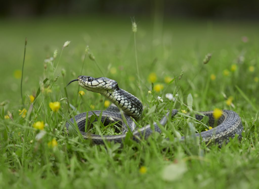 Bacina lakes – Snakes + Freediving 2019