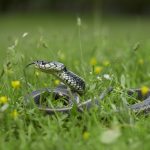 Bacina lakes – Snakes + Freediving 2019