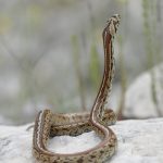 Bacina lakes – Snakes + Freediving 2019