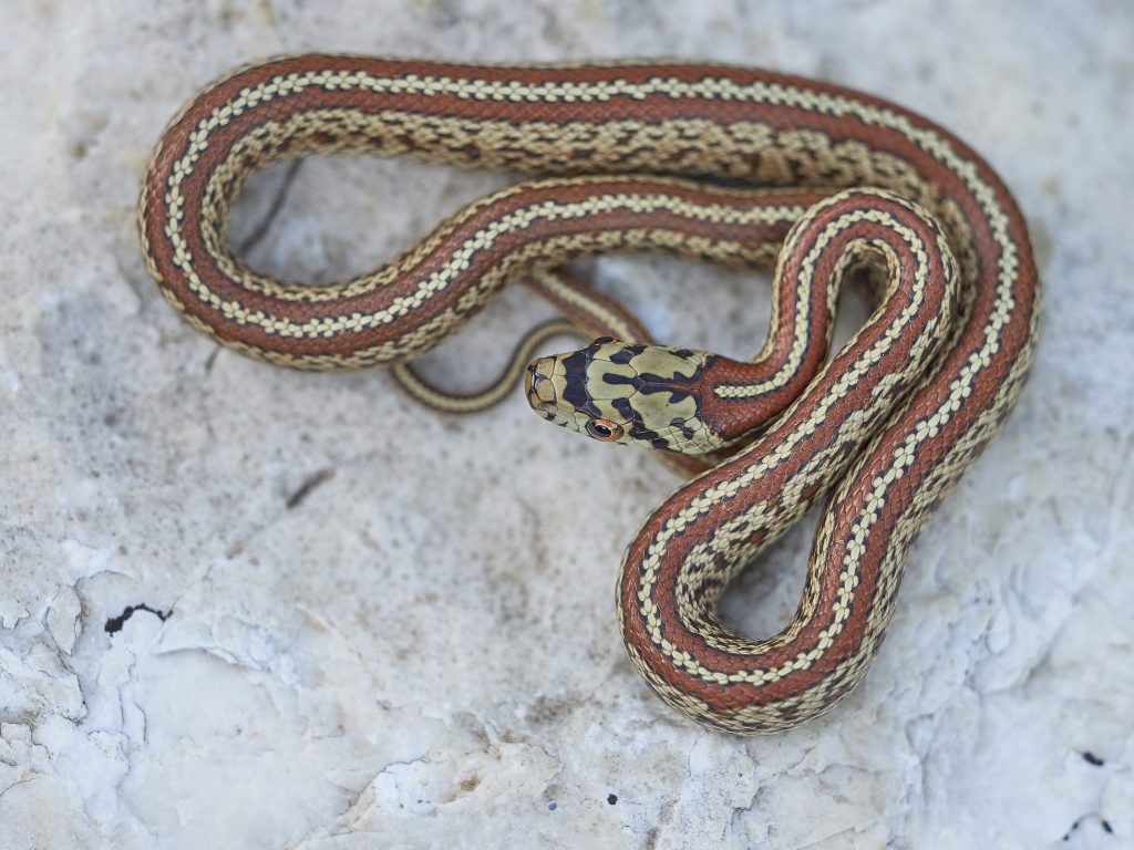 Bacina lakes – Snakes + Freediving 2019