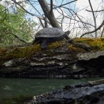 Emys orbicularis - Želva Bahenní - Czech Republic - 19.6. 2019