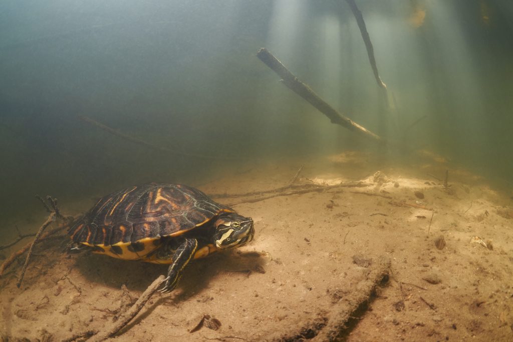 Freediving Labe - 9.6. 2019 Trachemys scripta