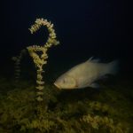 Night freediving Milada E-M1X Nauticam