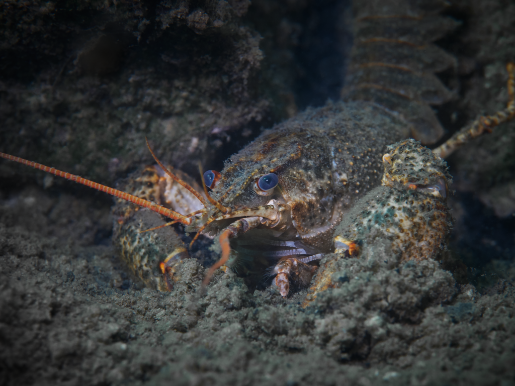 Lobejun Freediving Macro