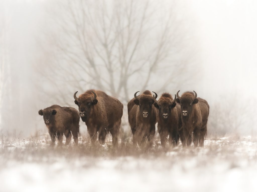 Bison bonasus - Zubr evropský