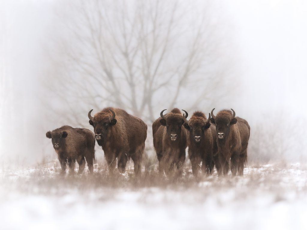 Bison Bonasus zubr zuber evropský