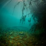 Mlýnský rybník freediving diving freshwater
