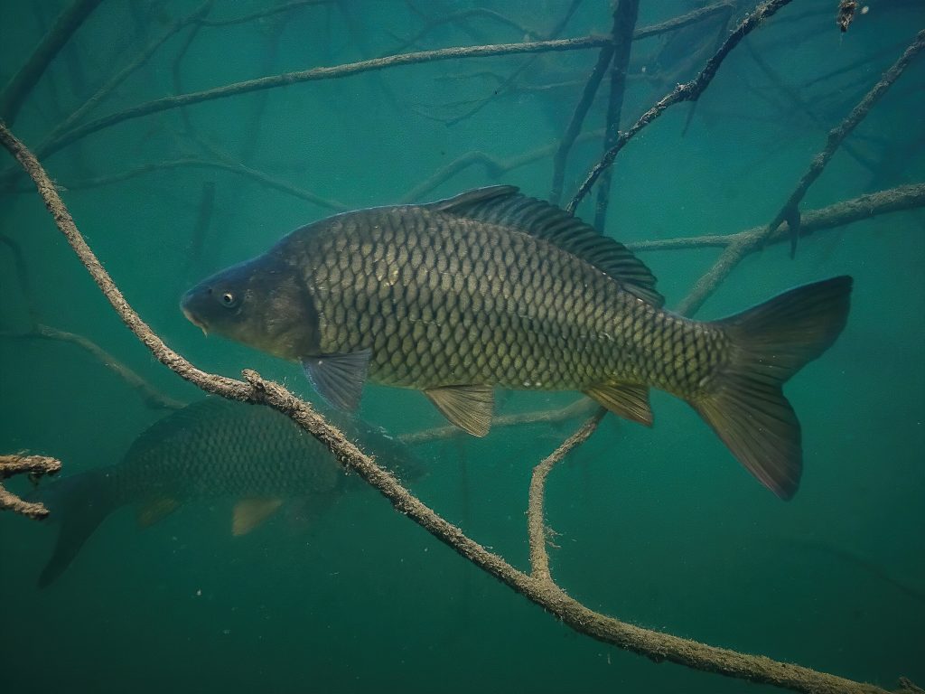 Barbora jezero kapr