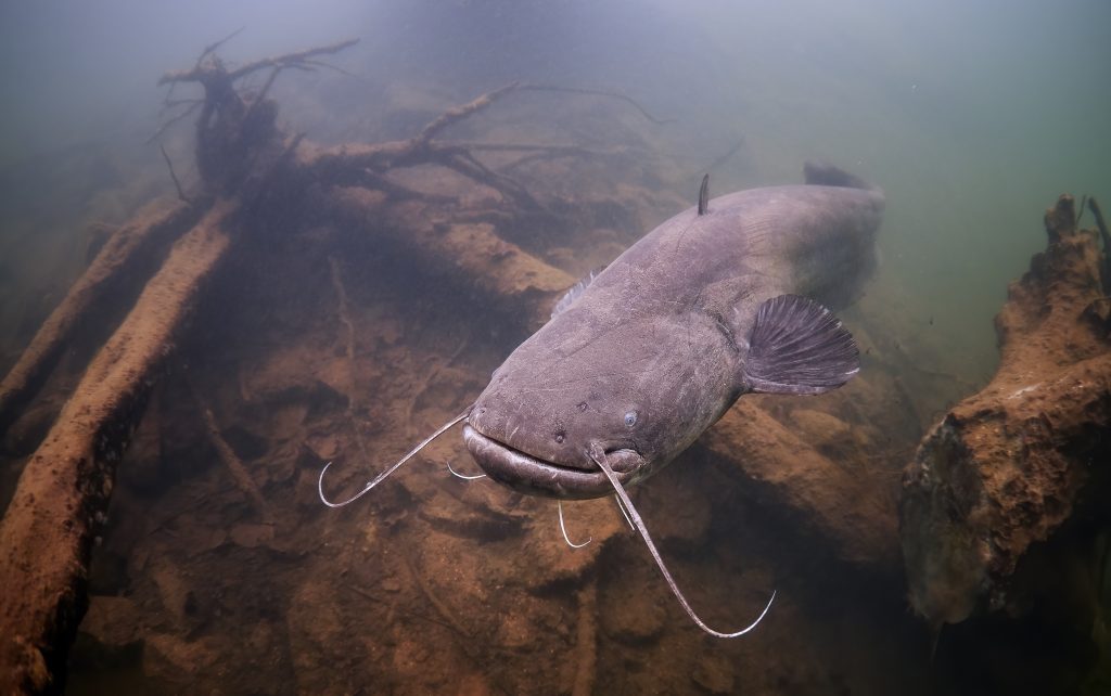 Freediving sumec catfish freshwater Mikulasovice