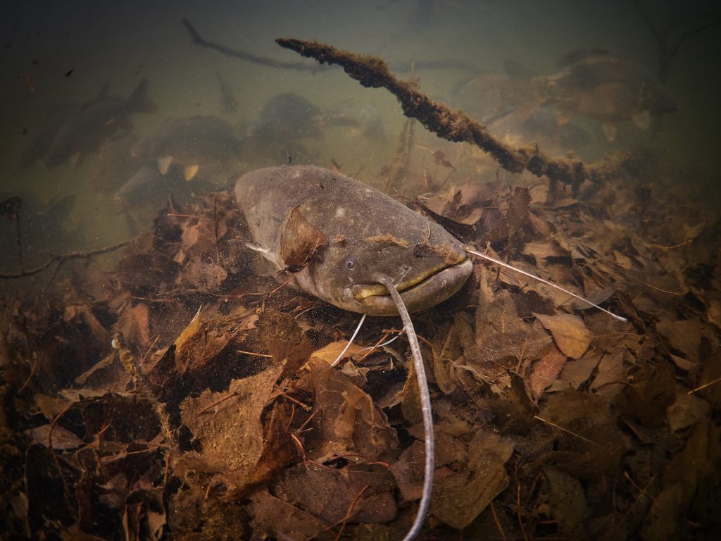 Žernosecké jezero Labe potápění freediving Labe