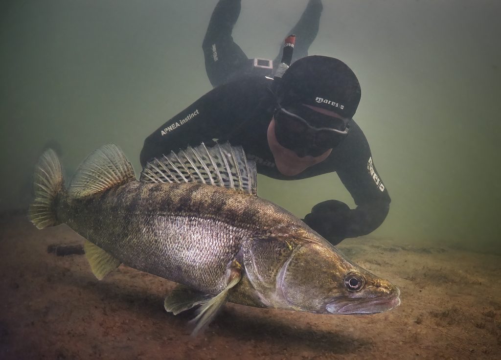 Žernosecké jezero Labe potápění freediving Labe