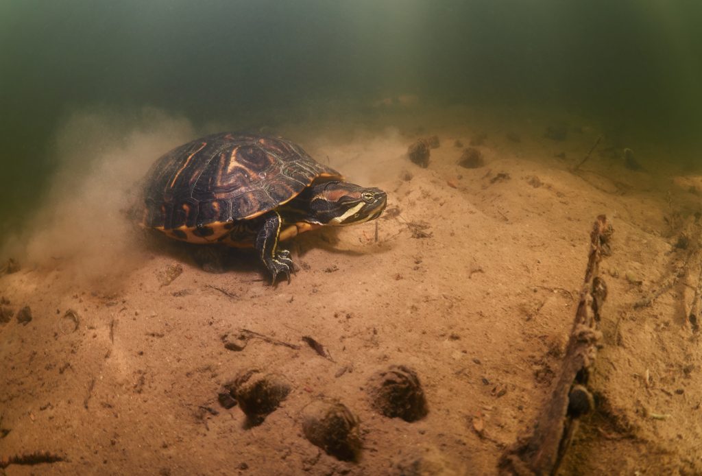 Žernosecké jezero Labe potápění freediving Labe