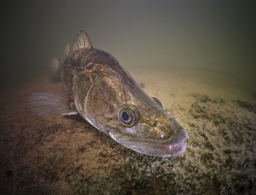 Žernosecké jezero Labe potápění freediving Labe