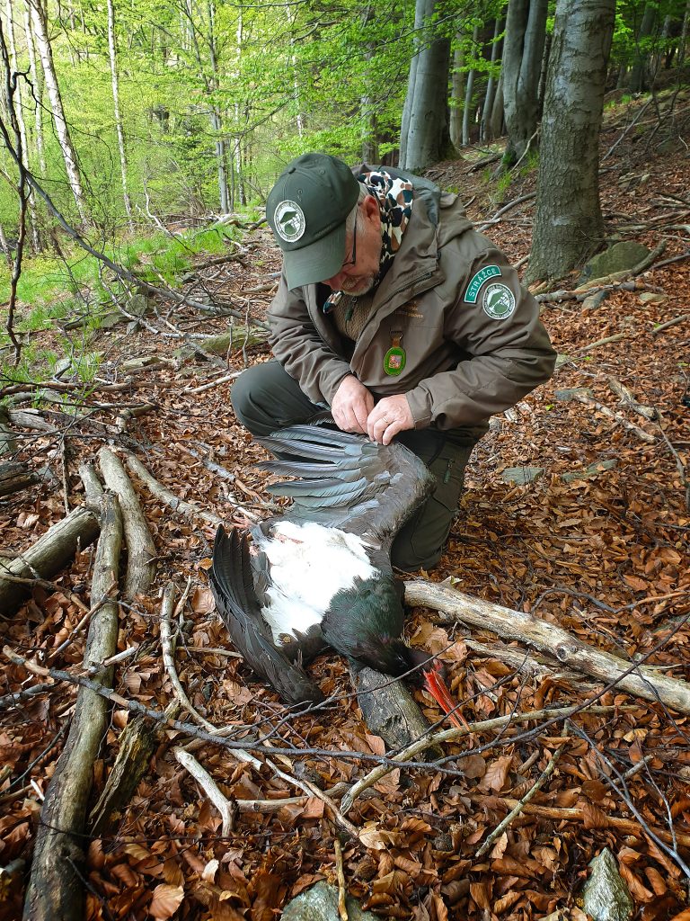 ciconia nigra cap cerny CHKO Labské pískovce čáp černý