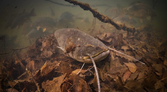 Žernosecké jezero Labe Pískovna freshwater freediving