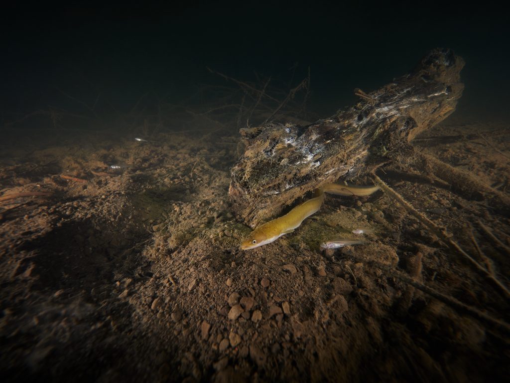 Barbora úhoř angulla night freediving diving