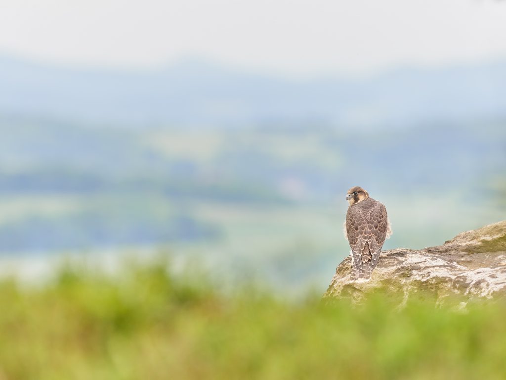 Juvenile Falcon 