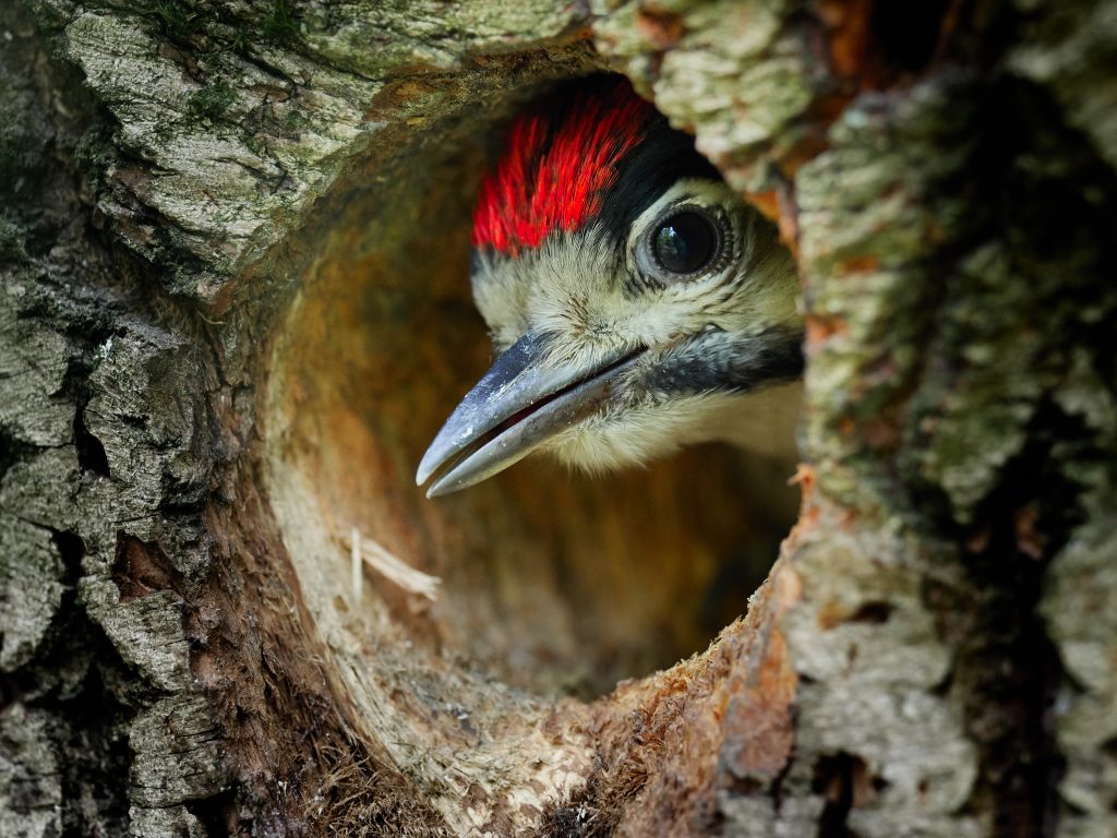 strakapoud juvenile