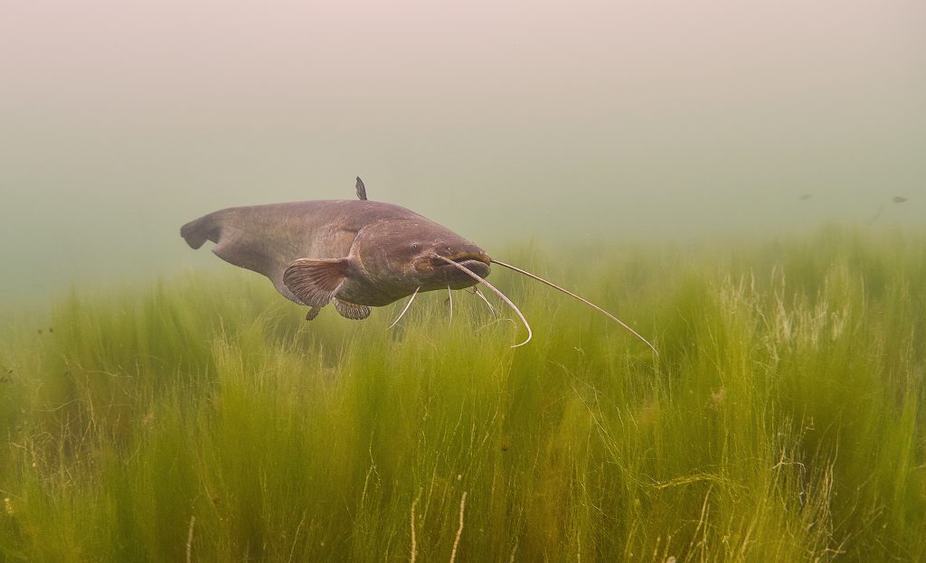 Milada catfish freediving freshwater