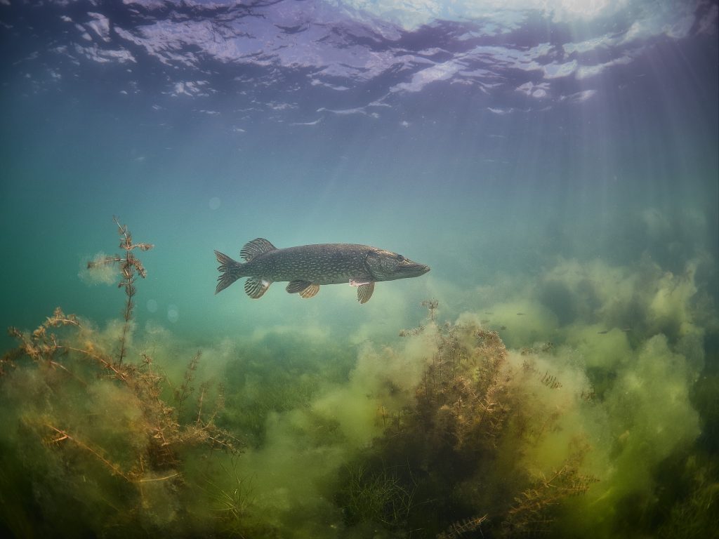 Milada Freediving pike freshwater