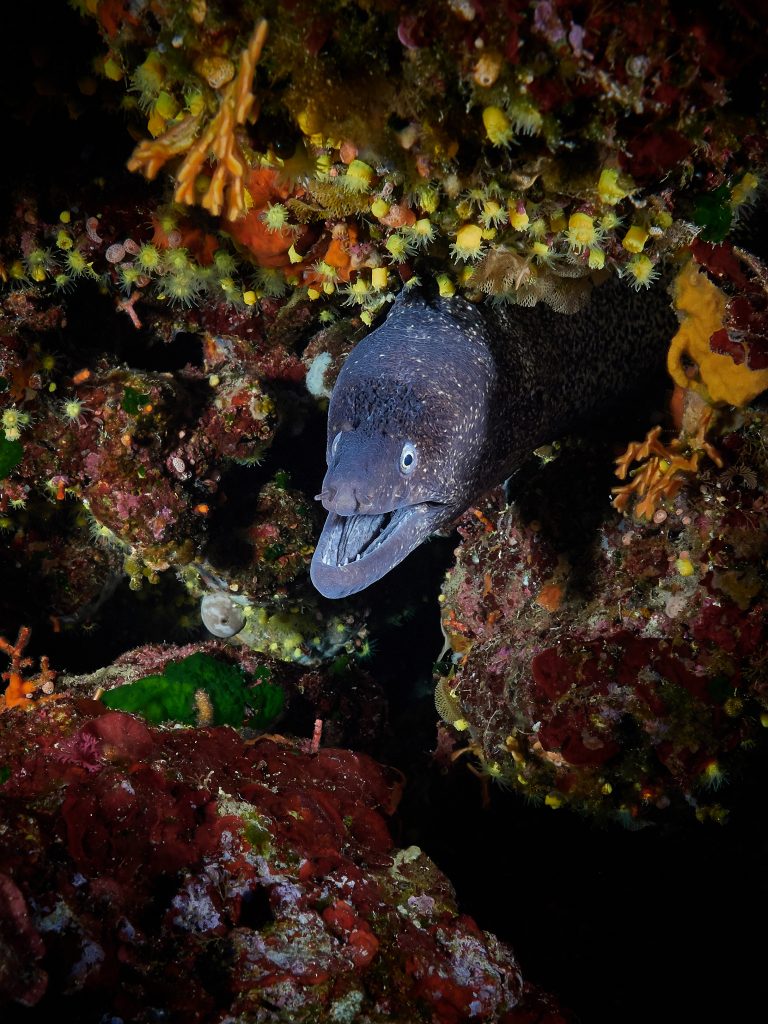 Lastovo diving freediving