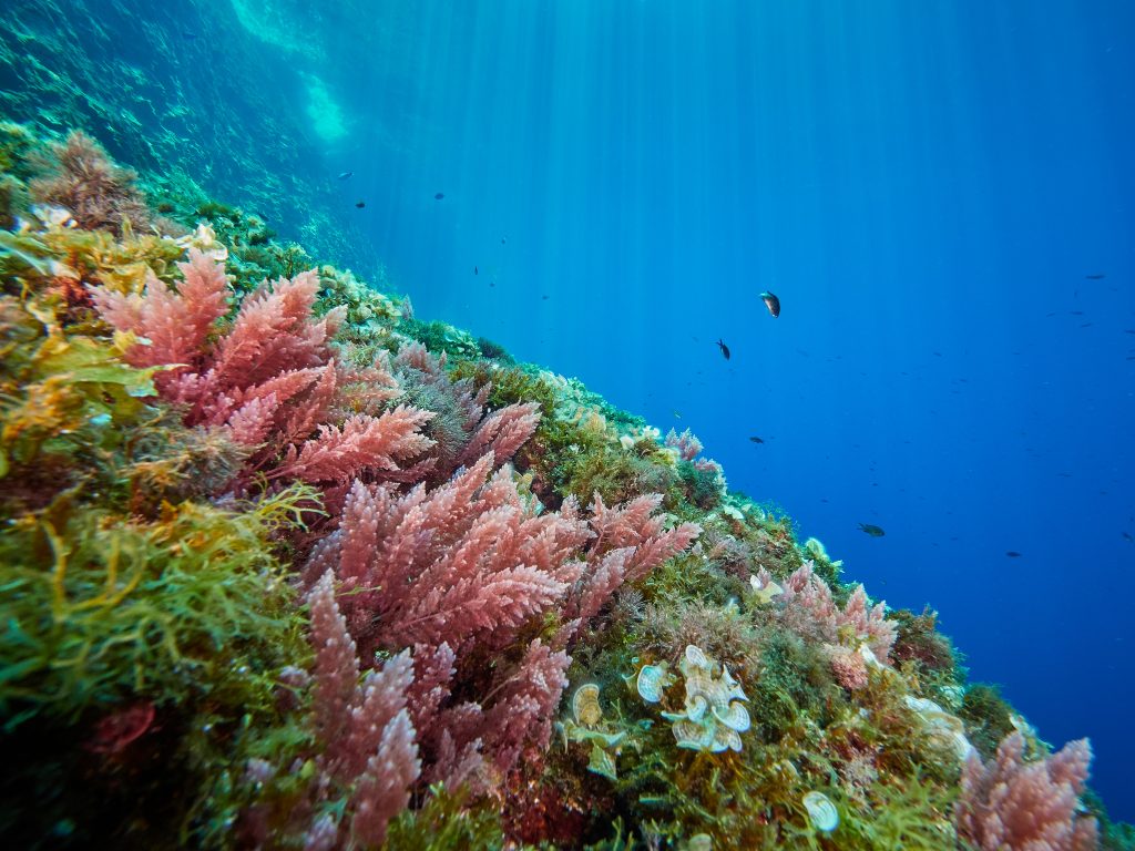 Lastovo freediving diving garden struga lighthouse