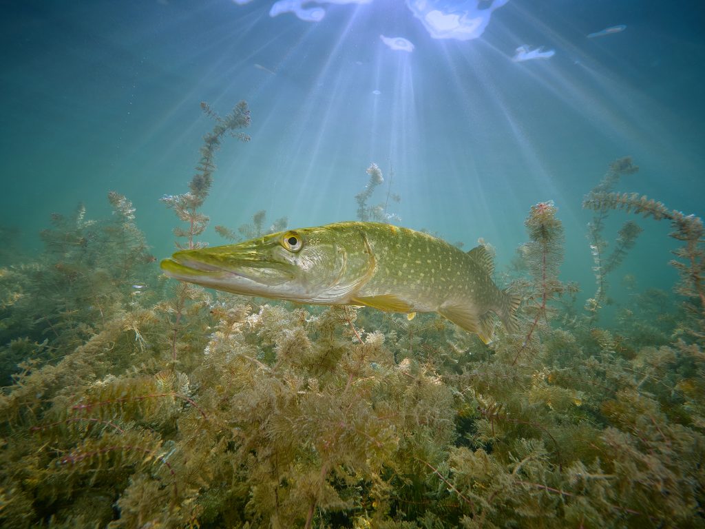 MIlada freediving pike štika