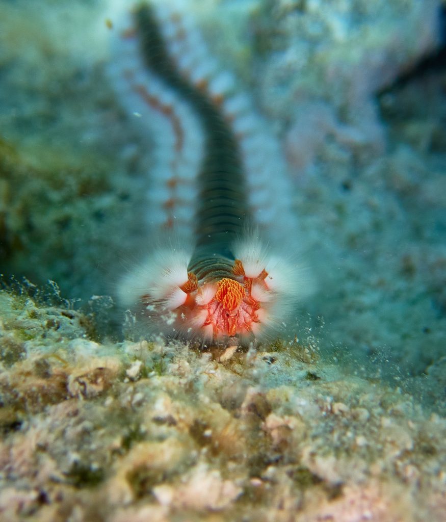 Olympus TG-6: Nereidka (Hermodice carunculata) se na Jadranu vyskutje v obrovském množství.