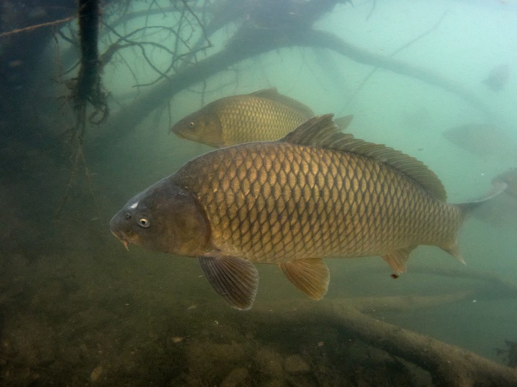 Olympus TG-6 jezero Barbora