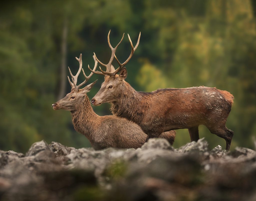 Jelen evropský lesní Cervus elaphus