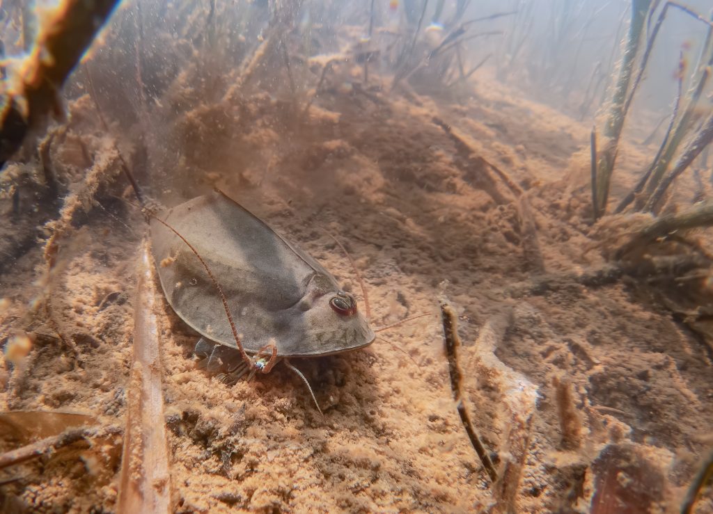 Listonoh letní  Triops cancriformis