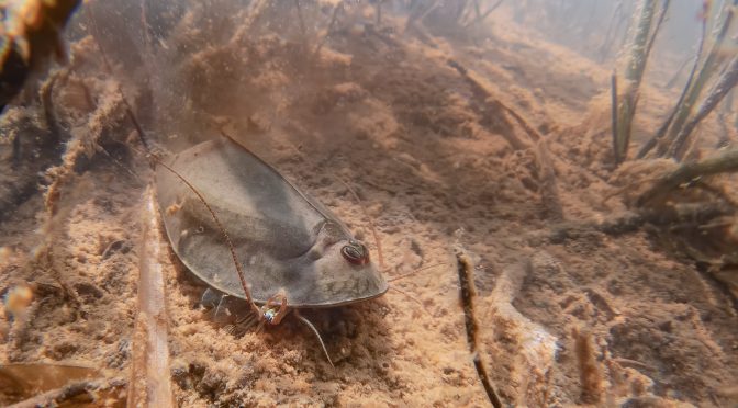 Listonoh letní Triops cancriformis