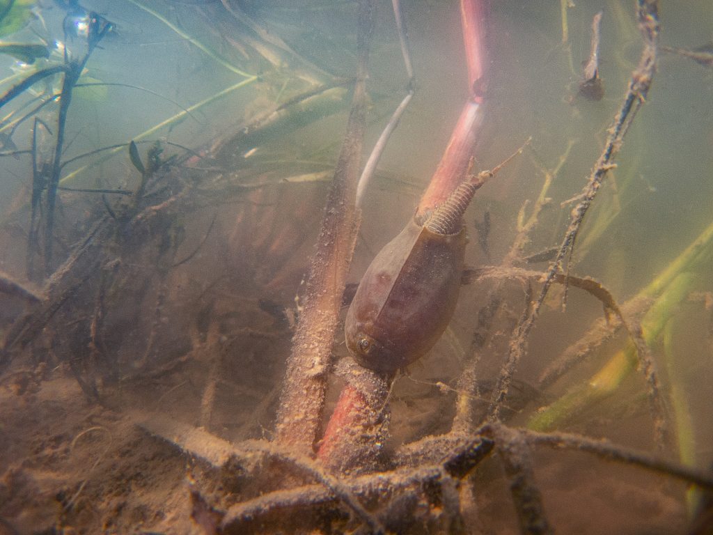 Listonoh letní  Triops cancriformis