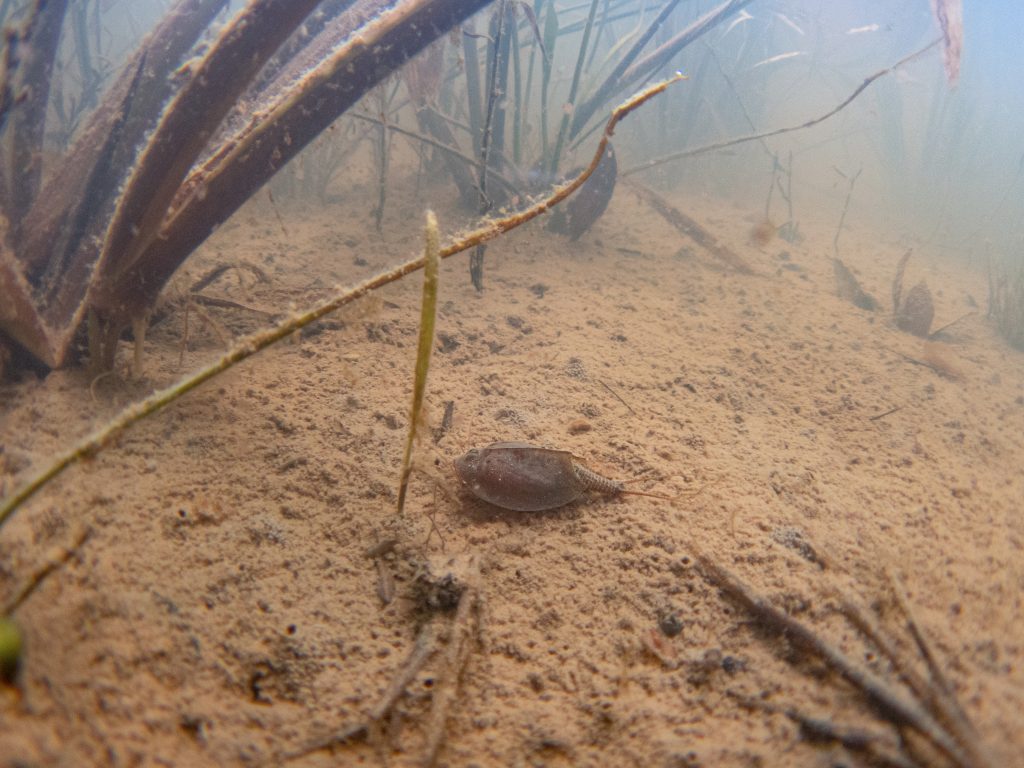 Listonoh letní  Triops cancriformis