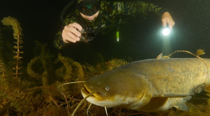 Milada freediving diving night silurus glanis esox