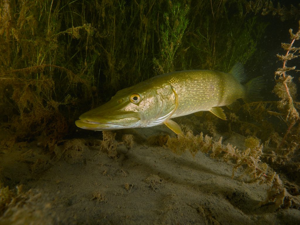 Milada freediving diving night silurus glanis esox