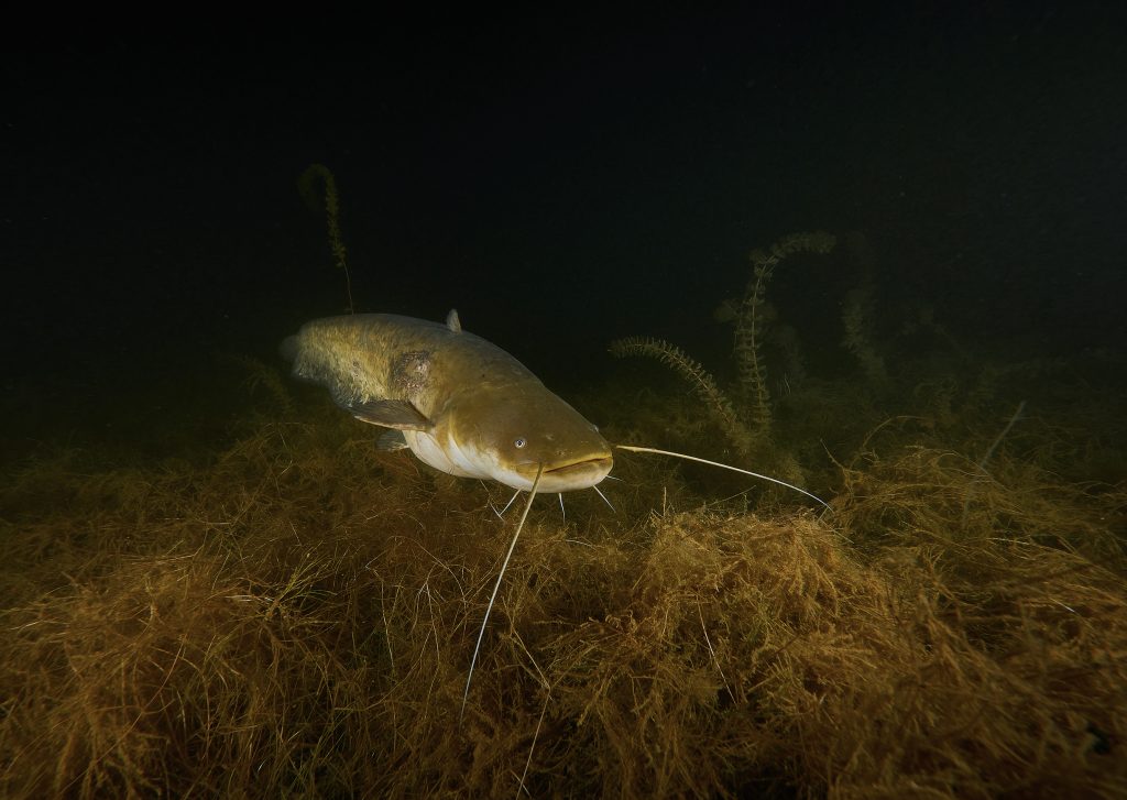 Milada freediving diving night silurus glanis esox